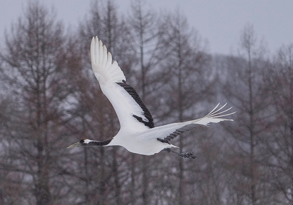 Amanohashidate HistoricTrail